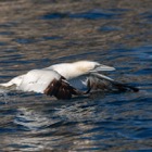 Starting Gannet