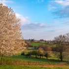 Cherry tree near Millay