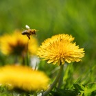 Dandelion and Bee