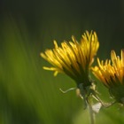 Dandelions