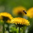 Dandelion and Bee