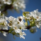 Cherry blossom and Bee