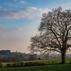 Cherry tree near Millay