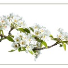 Michi's Field Studio Panel #1: Cherry blossom with bee
