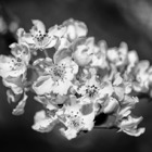 Cherry blossom study in B&W