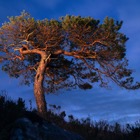 Scottish Pine Tree