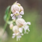 Silene Vulgaris / Bladder Campion / Leimkraut