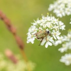 50mm macro study #1