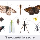 Field Studio Panel #4: Tyrolean Insects