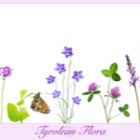 Field Studio Panel #3: Tyrolean Flora
