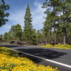 Parque Nacional del Teide