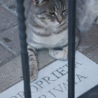 Guard Cat