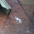 Roof Cat
