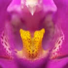 Orchid detail (Studio)
