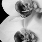 B/W Orchid (Studio)