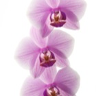 Backlight Orchid, extracted (Studio)