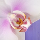 Hirschstetten Orchid
