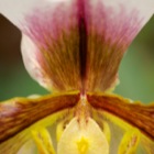 Hirschstetten Orchidee