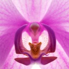 Detail backlight Orchid (Studio)