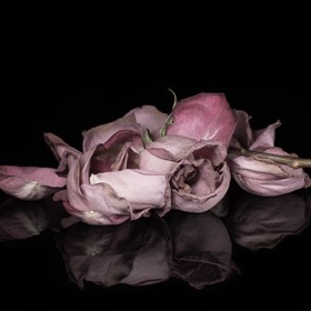 Graduation Project: 'Blumenportraits im Studio'