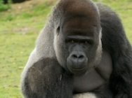 Gorillas '12