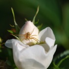 Spider, Stadtwildnis