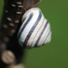 Snail, Wienflußbecken