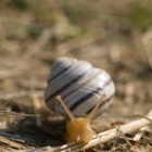 Snail, Brunn am Gebirge