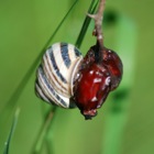 Snail, Brunn am Gebirge