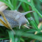 Eating snail, Brunn am Gebirge