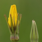 zwei Wiesenbocksbartblüten