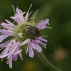 Wiesen-Witwenblume mit Rosenkäfer