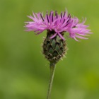 Wiesenflockenblume