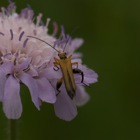 Wiesen-Witwenblume mit Bockkäfer