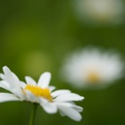 Gänseblümchen, Georgenberg