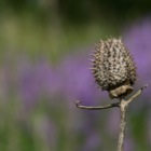 Distel, Breitenlee