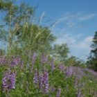 Vogel-Wicke, Breitenlee