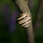 Schnecke, Breitenlee