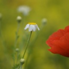 Wiesen-Margeriten & Mohnblume