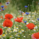 Mohnblumen, Wiesen-Margeriten & Kornblumen