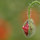 Mohn vor dem Aufblühen