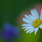 Margarite mit blauem und rotem Punkt