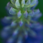 Lupine