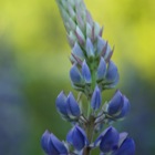 Lupine