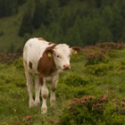 Kalb auf der Nockalmstraße