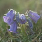 Alpenglockenblume