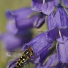 Glockenblume mit Schwebefliege