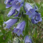 Alpenglockenblume