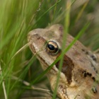 Grasfrosch