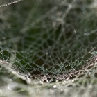 Detail Spinnennetz
